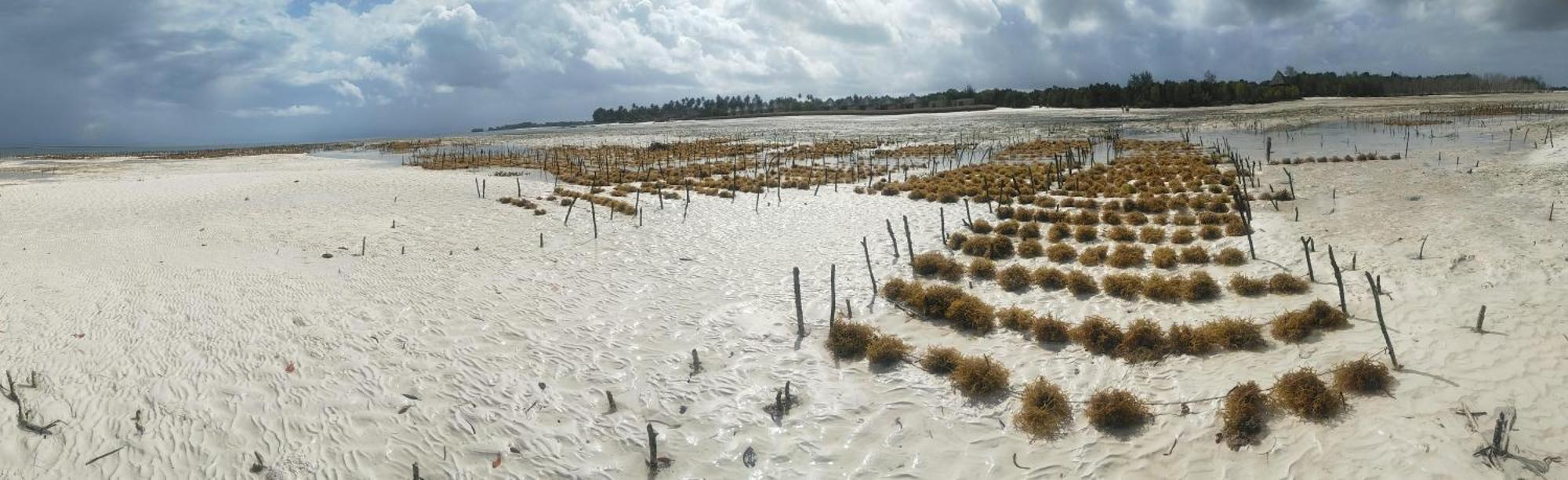 Eden Paradise Michamvi Kae Luaran gambar