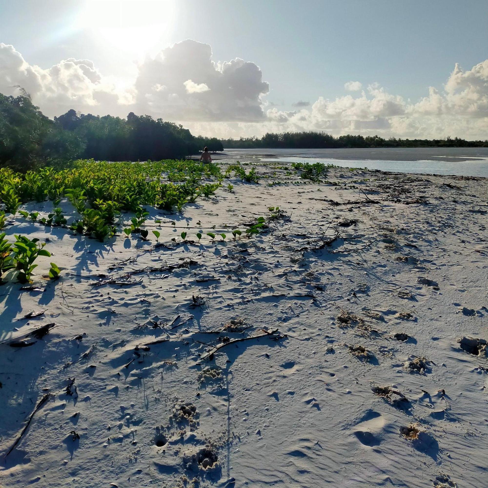 Eden Paradise Michamvi Kae Luaran gambar